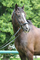johannstrauss11